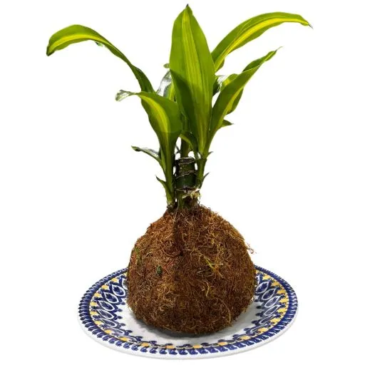 Planta kokedama palo de agua i